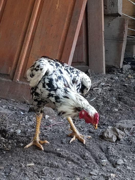 Продам Дакан шамо
