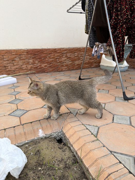 Мушук сотилади узимники уй аллергиям кийнавоти ушанчун сотвоман