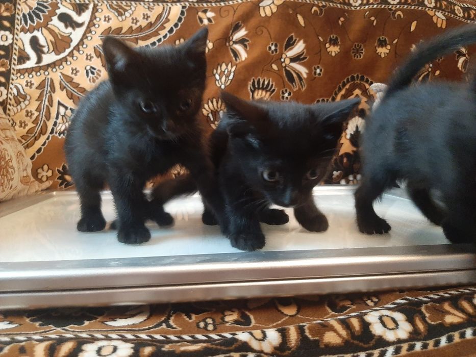 Отдам котят бесплатно