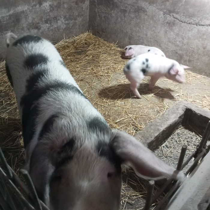 Малки прасенца и заплодена свиня.