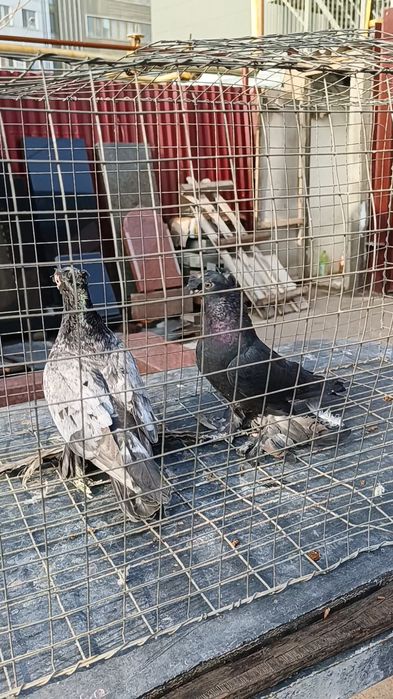 Голуби челкарь и жучка