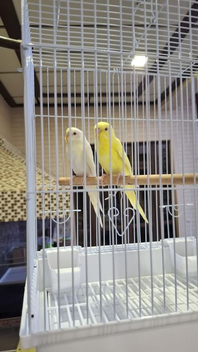 Albinos Totiqushlar sotiladi