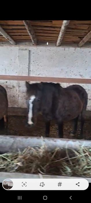 Буаз биелер сатылымда