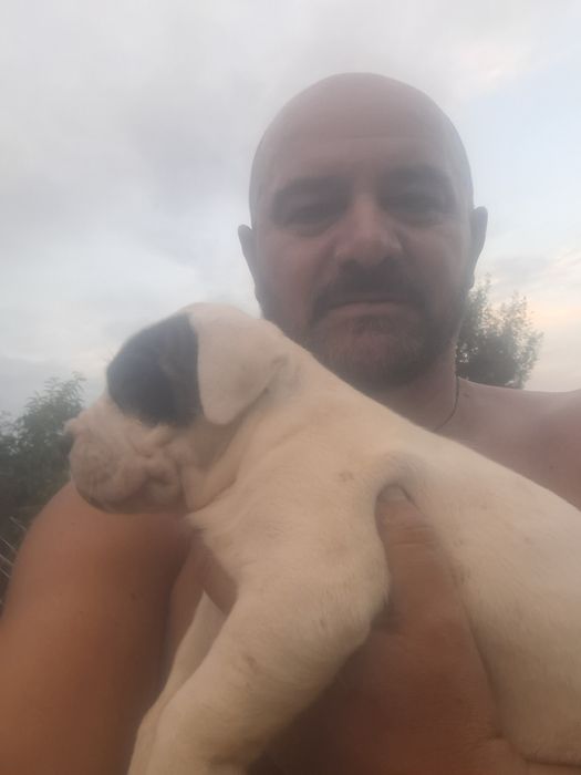 Mascul.Dog Argentinian