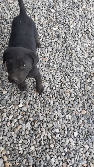 Продается щенок. Смесь , мать лабрадор отец доберман