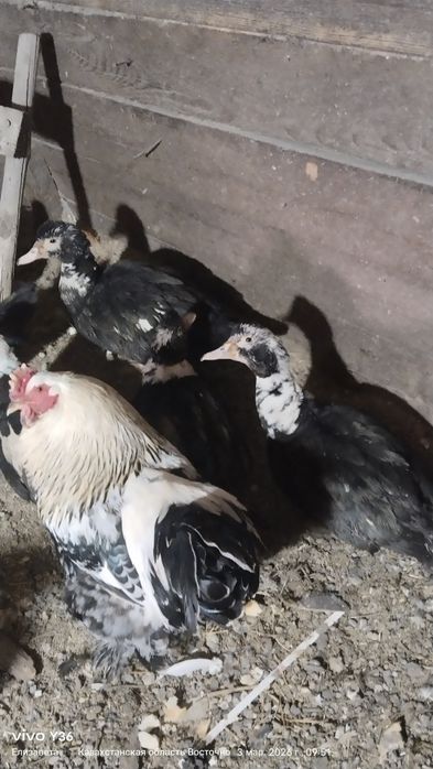 Индоутки молодые.