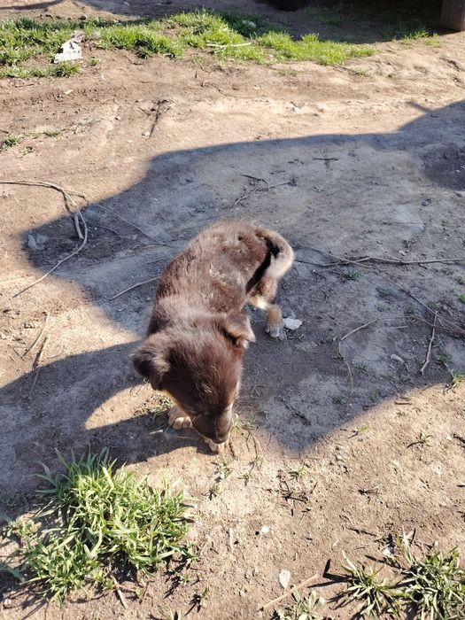 Отдам бесплатно щенка девочку