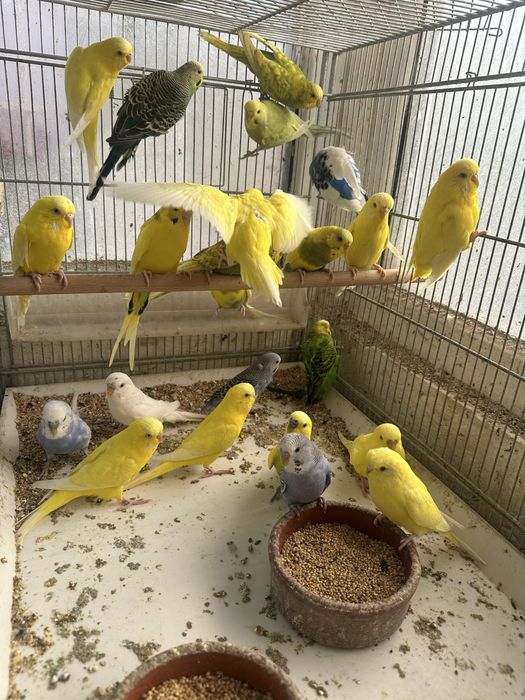 Canari diverse culori masculi/femele