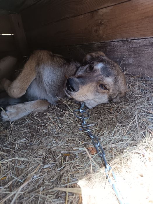 Отдам в добрые руки