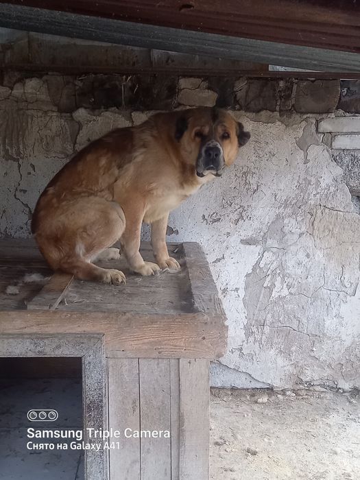 Продам Алабай девочка