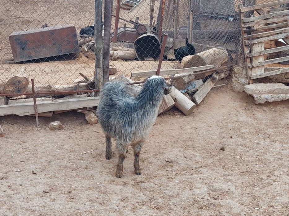 Семіз жем жеп тұрған бойдақ ешкілер сатылады