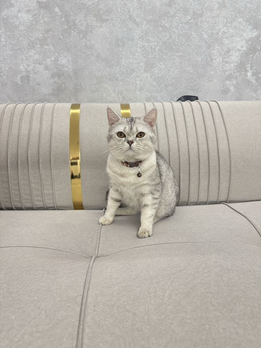 Кот продаётся, самец. Балу