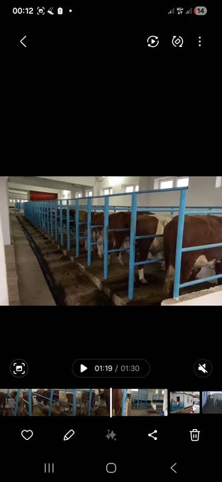 Продам откорм площадка