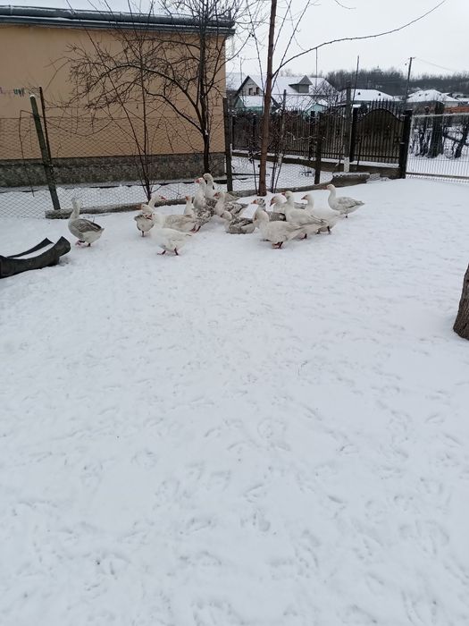 Vând curci și gâște