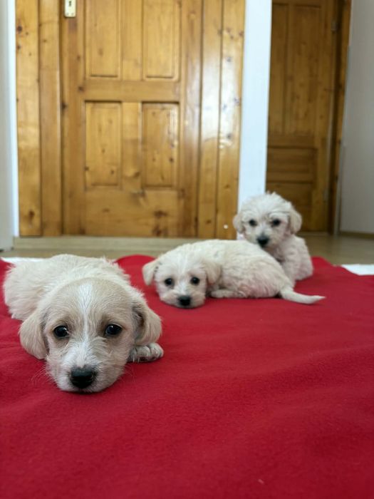 Căței Teckel își caută un cămin iubitor