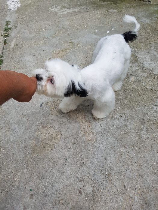 Tund câini și pisici la salon in sect. 4/Tuns caini/Pisici