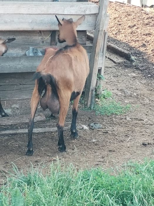 Vând capra Alpina franceza