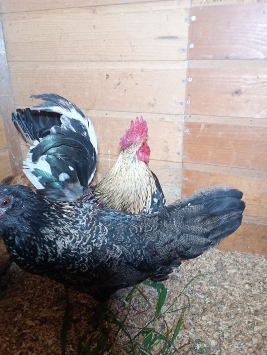 Vând ouă pt incubat de găini pitice