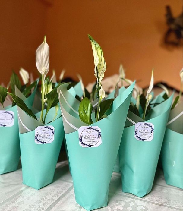 Тойбастар комнатные цветы