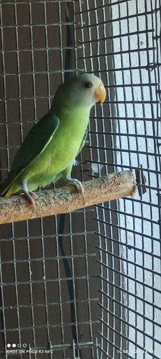 Сливоголовый попугай 5 мес