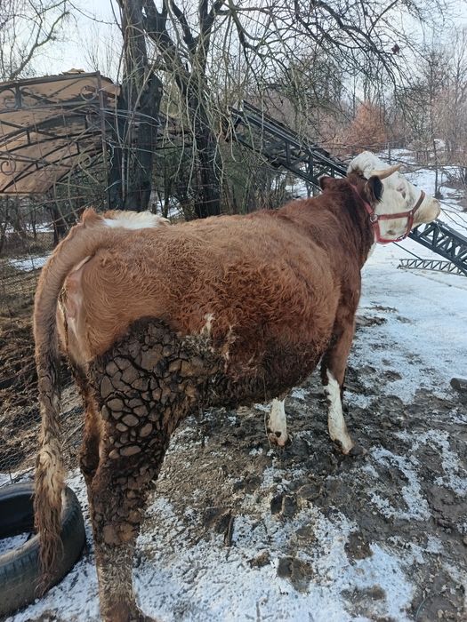 Vând vaca cu vițel