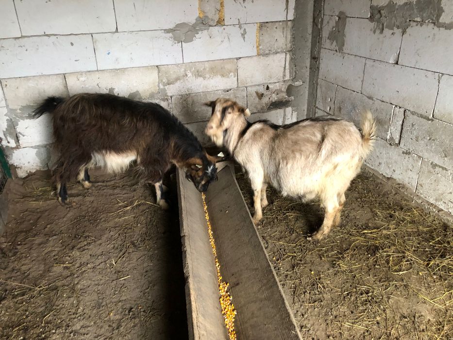 Vand capre bune de lapte