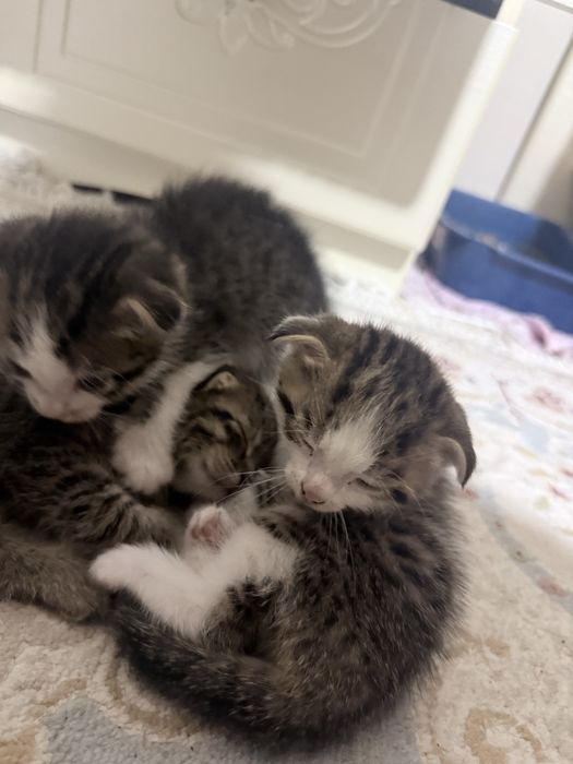 Котята вислоухие
