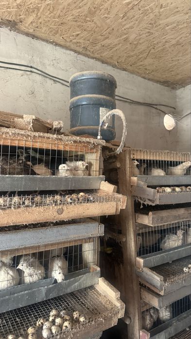 Продам перепелов