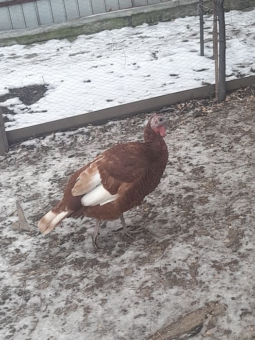 Vănd o pereche de curci redburbon tinere deparazitate.