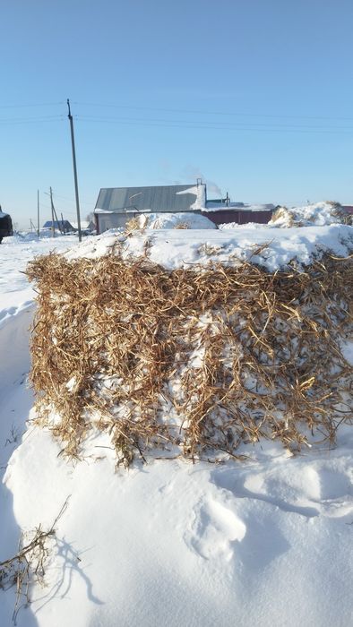 Продам гороховую солому