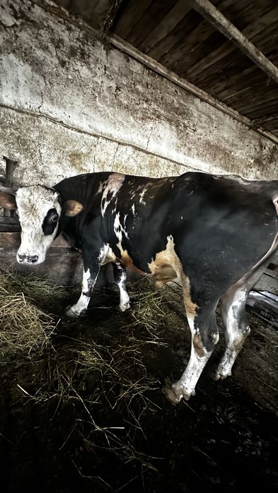 Продам быка на племя