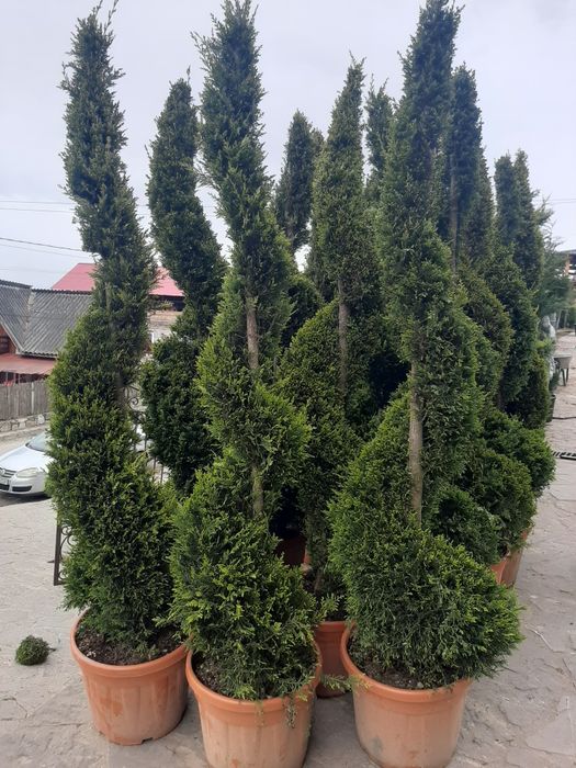 Tuia smarald brazi mesteacăn spirale liliac etc