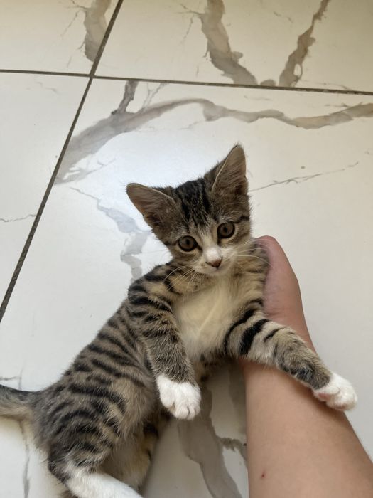 Отдам кота в добрые руки