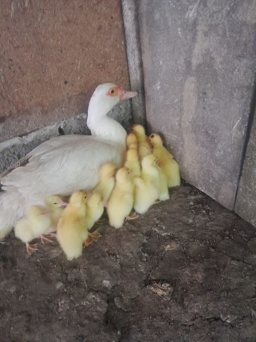 Продам индоутят белого Окраса