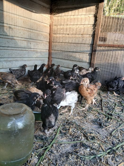 Продам цыплят подрощенных