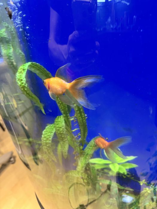 Отдам двух золотых