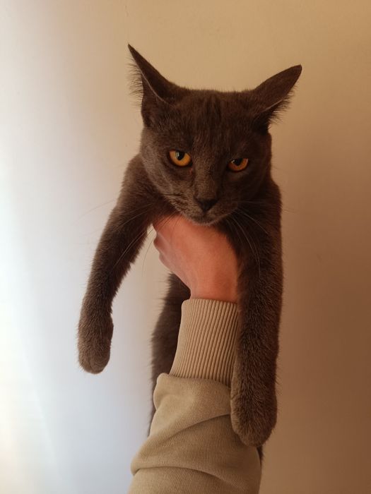 Pisică albastru de Rusia