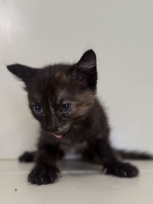 Отладим котенка