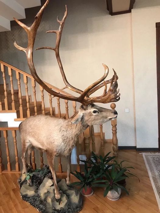 Чучело Оленя