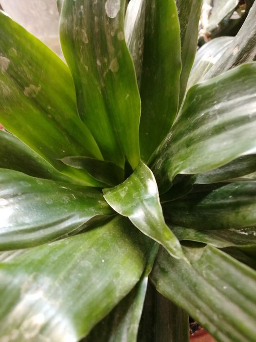 Цветок Аспидистро