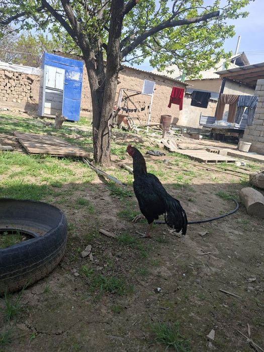 Дакан кораз кытаи