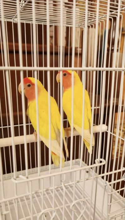 Неразлучники пара