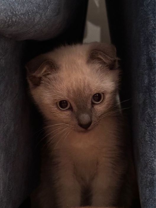 Британский вислоухий котёнок, девочка, с приданым