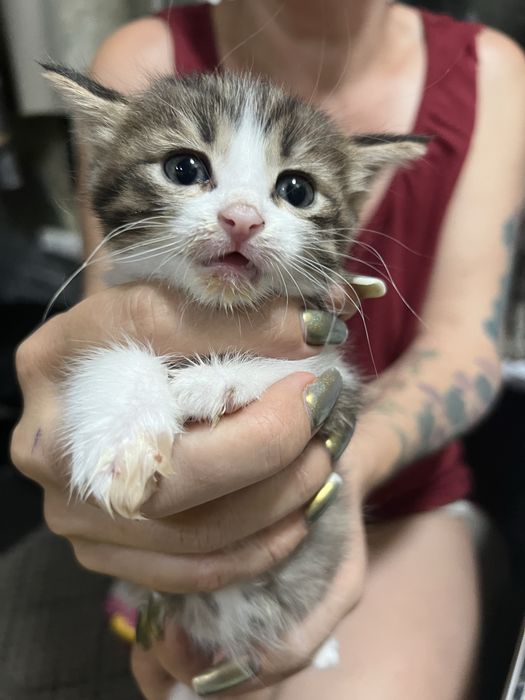 Отдаю котят в добрые руки