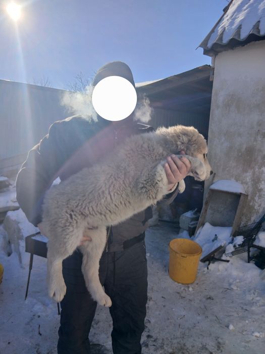 Продам Собак алабаи