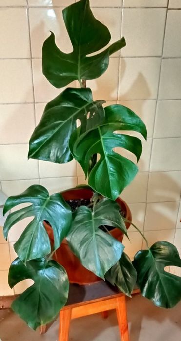 Продам. Монстеру.