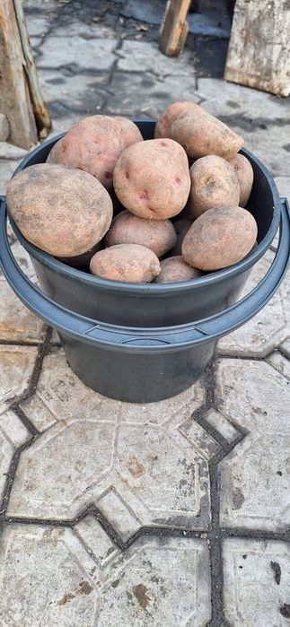 Картофель продам