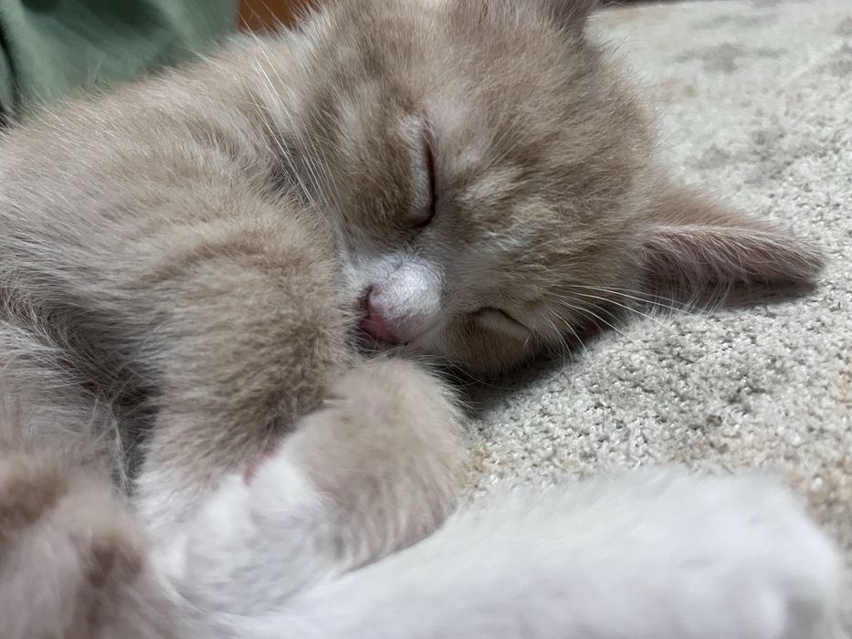 Отдаем котенка бесплатно!!!