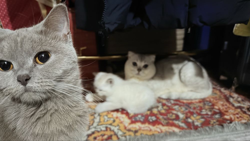 Продаются котята почти 2 месяца им , парода: шиншила веслоухие 3 шт