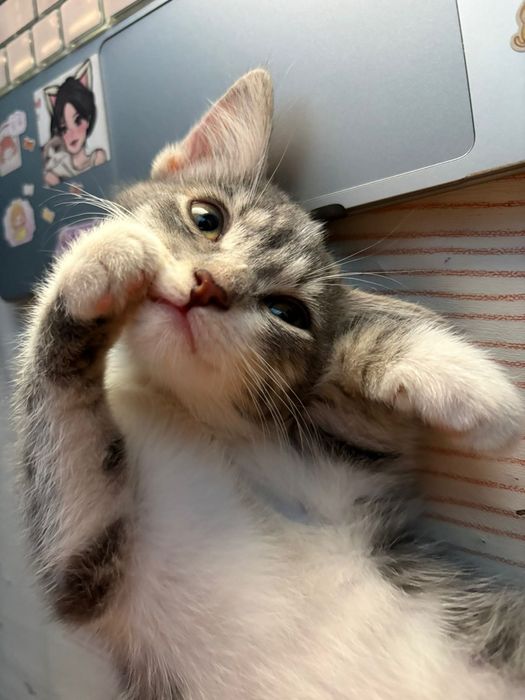 Кошечка, 4 месяца